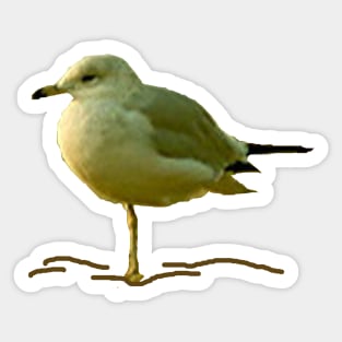 Seagull Perched on One Leg Sticker